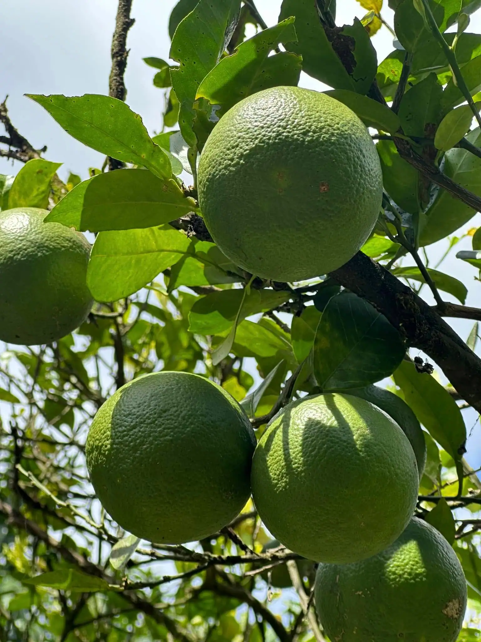 Plantación